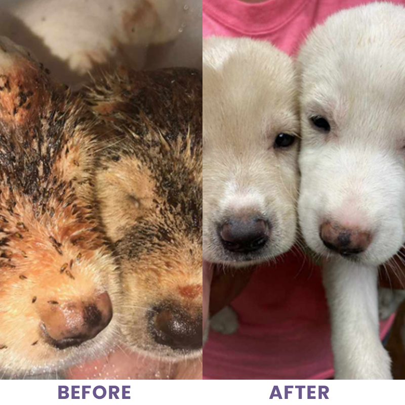 LIMETOW® Pet Dry Cleaning Bubbles