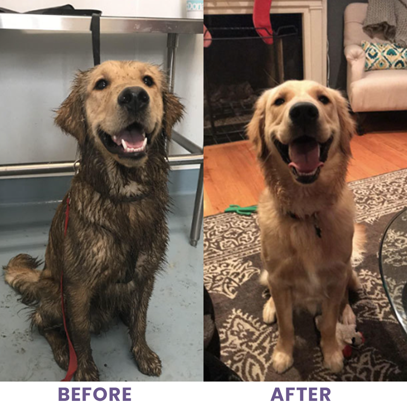 LIMETOW® Pet Dry Cleaning Bubbles
