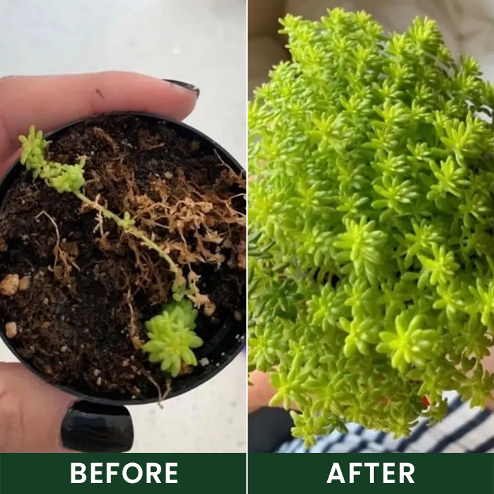 Official US Store LIMETOW® Universal Plant Nutrient Solution